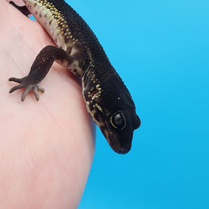 Female Black Night (S-Tier)