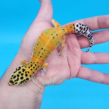 Female Mandarin Inferno Fire Bold Cross Emerine 100% het Tremper Albino Pos het Cipher