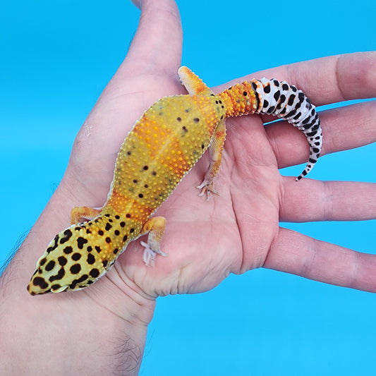 Female Mandarin Inferno Fire Bold Cross Emerine 100% het Tremper Albino Pos het Cipher