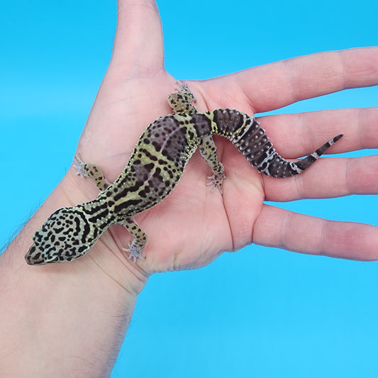 Female 75% Black Night, 25% Afghanicus (C-Tier)