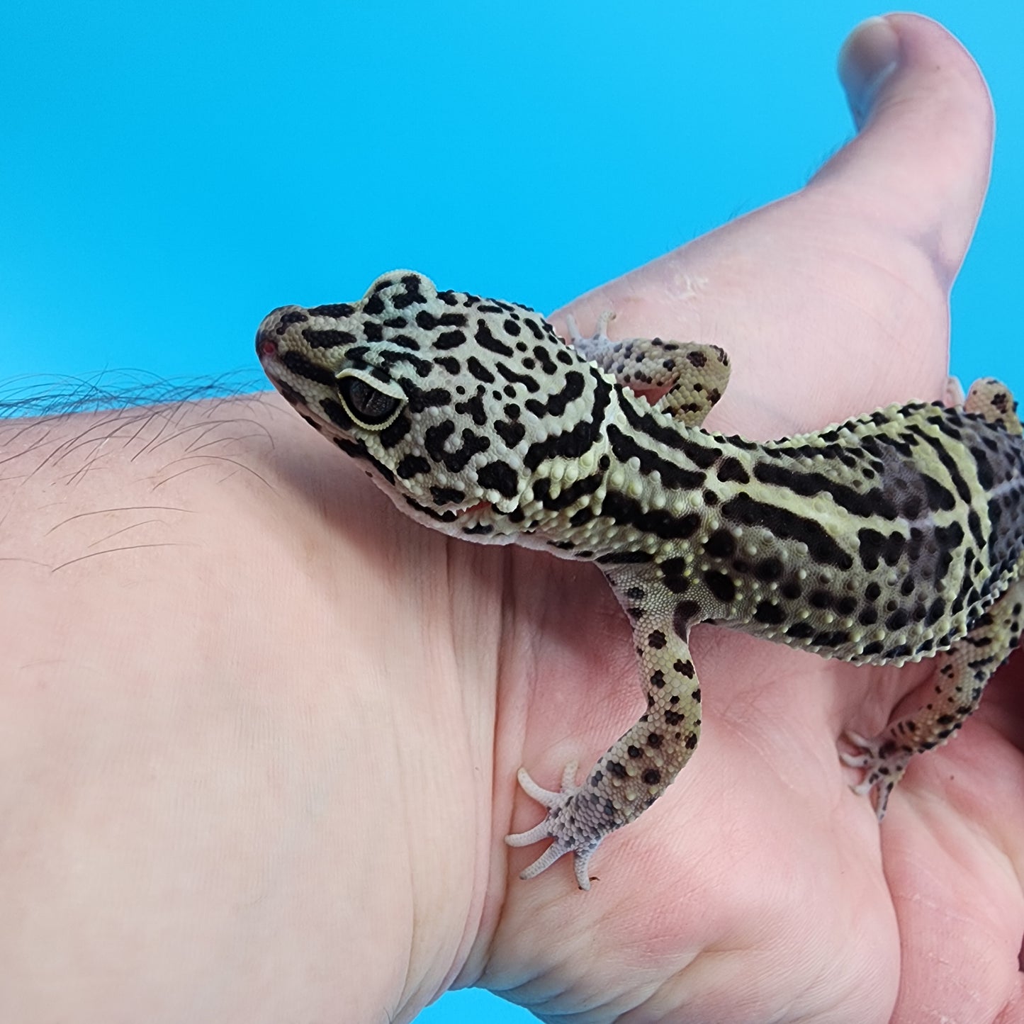 Female 75% Black Night, 25% Afghanicus (C-Tier)