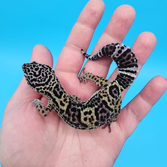 Female 75% Black Night, 25% Afghanicus (B-Tier)