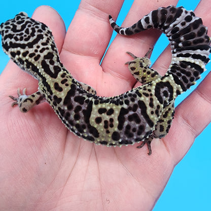 Female 75% Black Night, 25% Afghanicus (B-Tier)