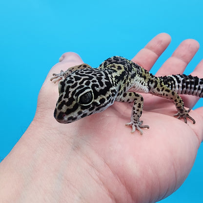 Female 75% Black Night, 25% Afghanicus (B-Tier)