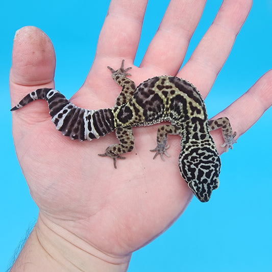 Female 75% Black Night, 25% Afghanicus (B-Tier)