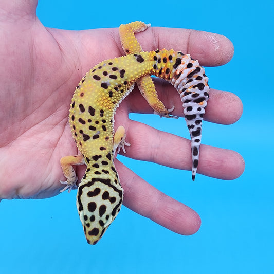 Female Super Giant Blood 100% het RADAR