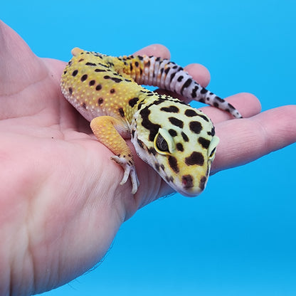 Female Super Giant Blood 100% het RADAR