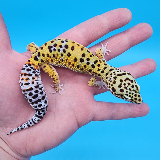 Female Cheetah