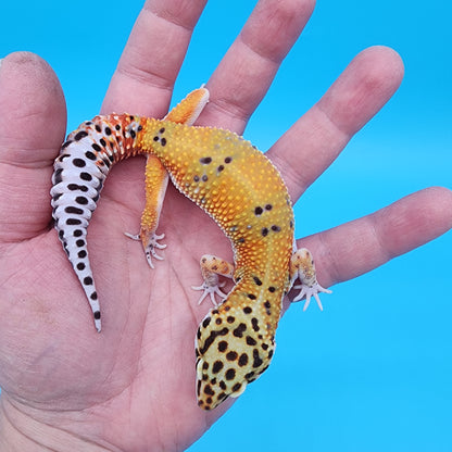 Female Mandarin Inferno Fire Bold Cross Emerine 100% het Tremper Albino Pos het Cipher