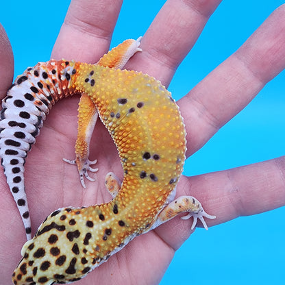 Female Mandarin Inferno Fire Bold Cross Emerine 100% het Tremper Albino Pos het Cipher