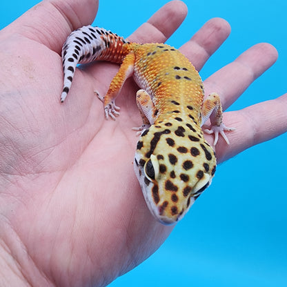 Female Mandarin Inferno Fire Bold Cross Emerine 100% het Tremper Albino Pos het Cipher