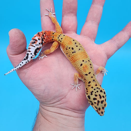 Female Red Diamond Mandarin Inferno Emerine