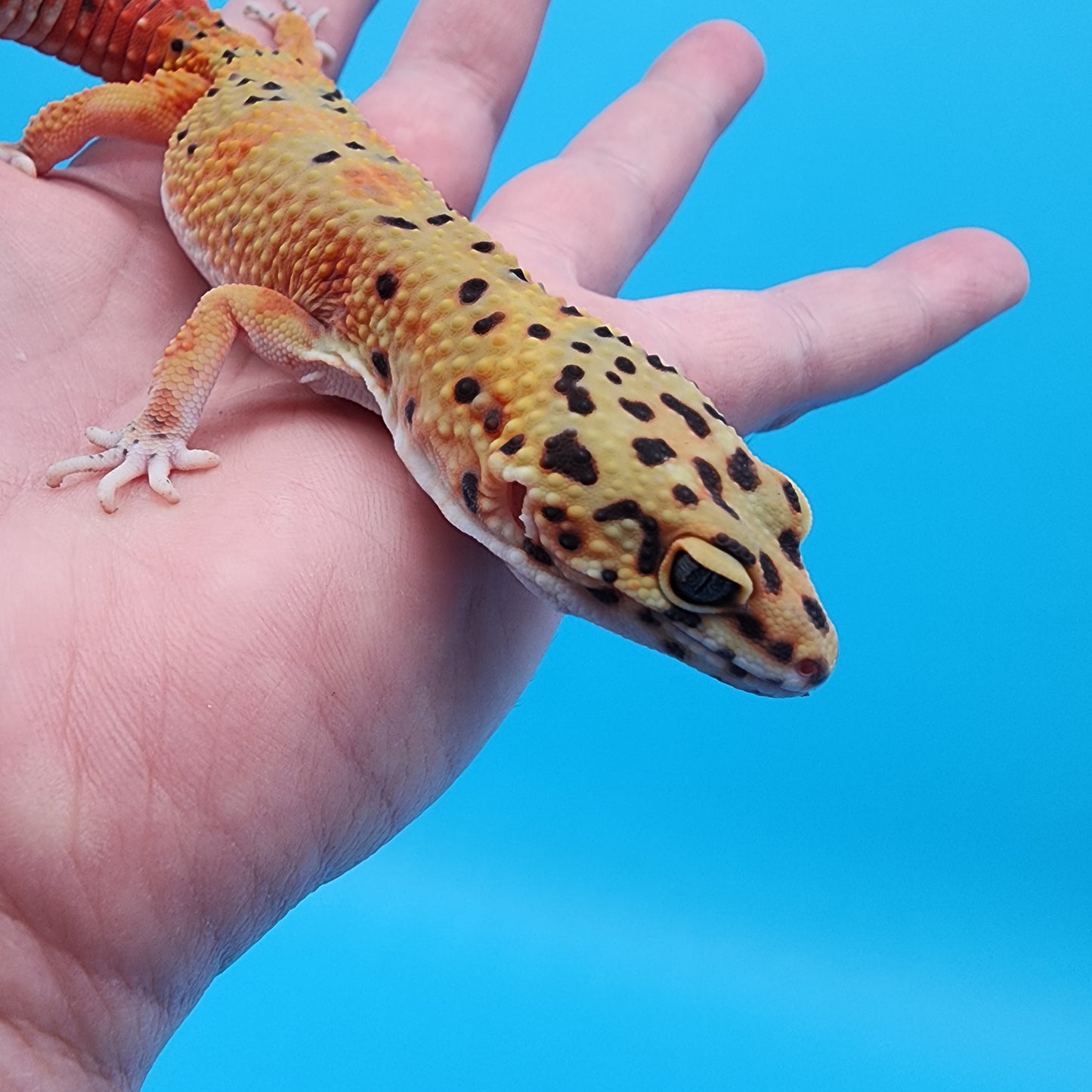 Female Red Diamond Mandarin Inferno Emerine