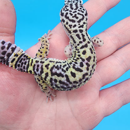 Female 75% Black Night, 25% Afghanicus (D-Tier)