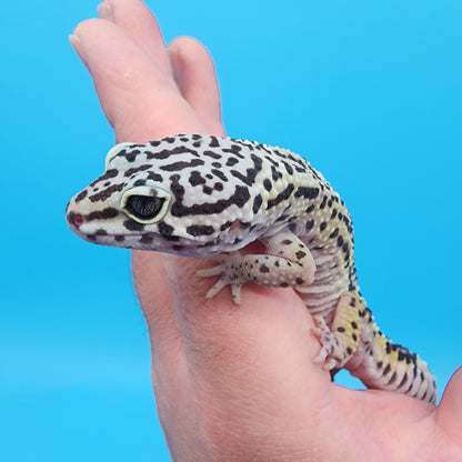 Female 75% Black Night, 25% Afghanicus (D-Tier)
