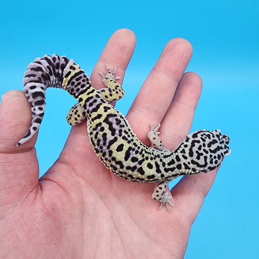 Female 75% Black Night, 25% Afghanicus (D-Tier)
