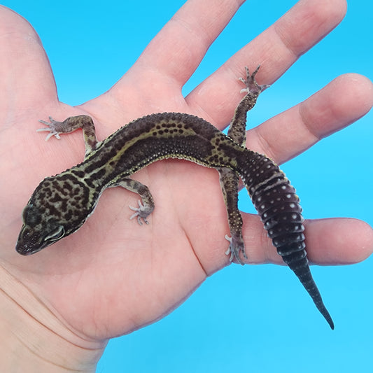 Female 75% Black Night, 25% Afghanicus (A-Tier, pet, slight bowed legs, minor issue)