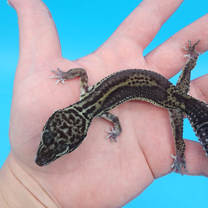 Female 75% Black Night, 25% Afghanicus (A-Tier, pet, slight bowed legs, minor issue)