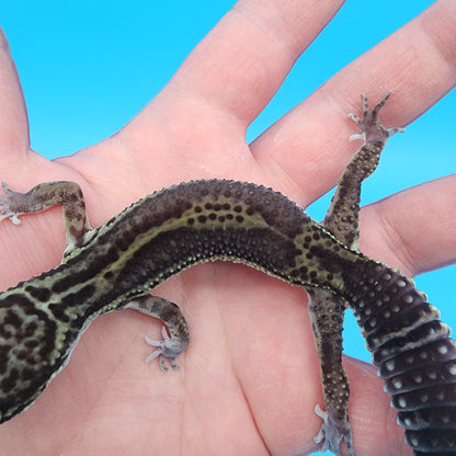 Female 75% Black Night, 25% Afghanicus (A-Tier, pet, slight bowed legs, minor issue)