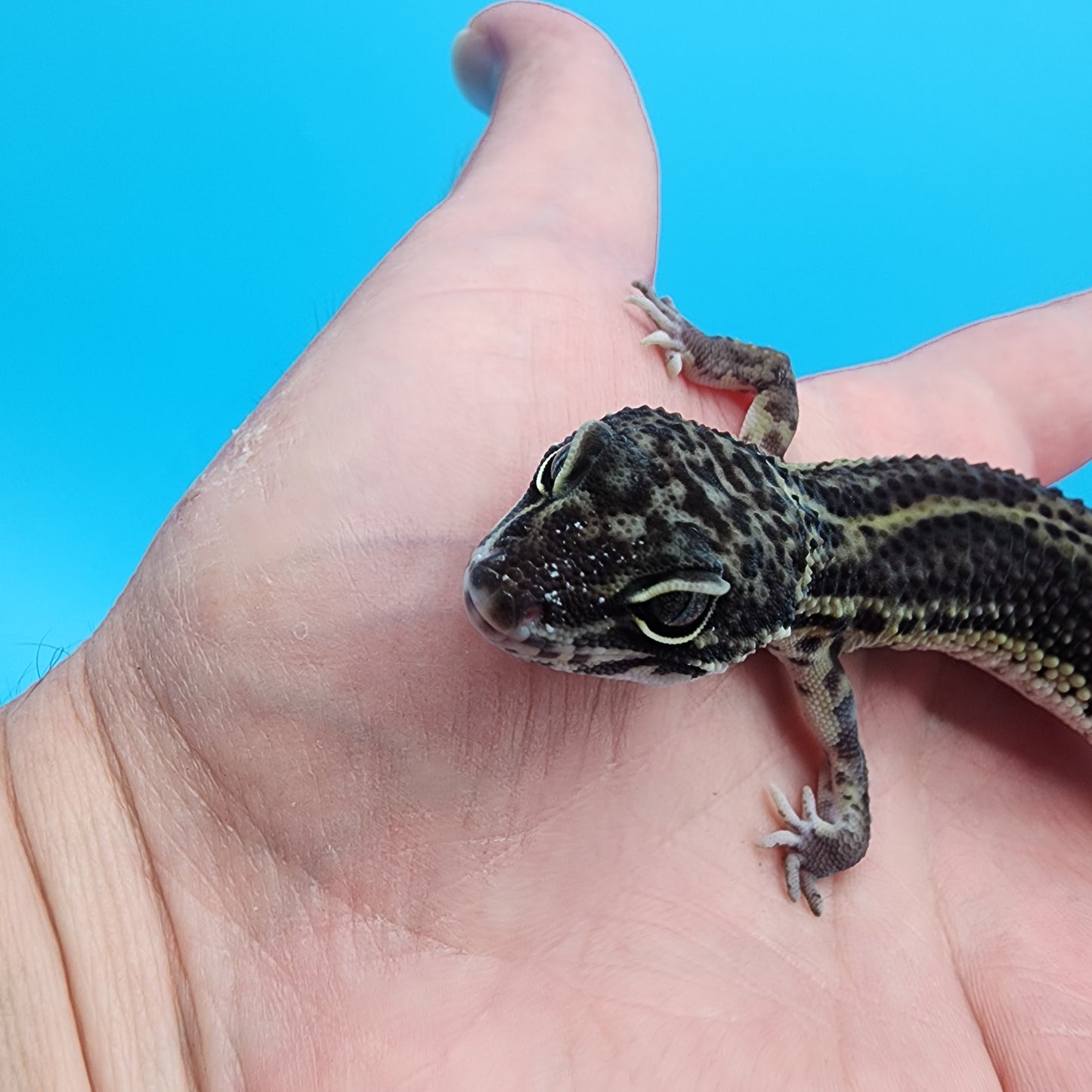 Female 75% Black Night, 25% Afghanicus (A-Tier, pet, slight bowed legs, minor issue)