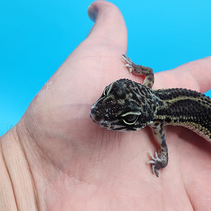 Female 75% Black Night, 25% Afghanicus (A-Tier, pet, slight bowed legs, minor issue)