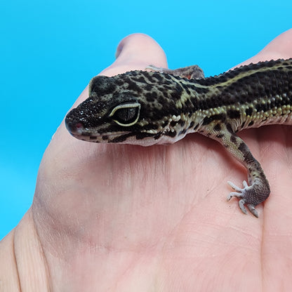 Female 75% Black Night, 25% Afghanicus (A-Tier, pet, slight bowed legs, minor issue)