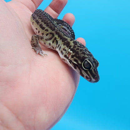 Female 75% Black Night, 25% Afghanicus (A-Tier, pet, slight bowed legs, minor issue)