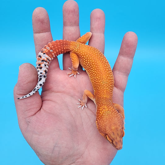 Female Mandarin Inferno Super Hypo 100% Het Tremper Albino