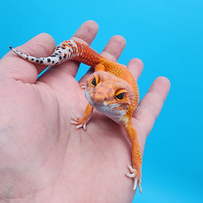 Female Mandarin Inferno Super Hypo 100% Het Tremper Albino