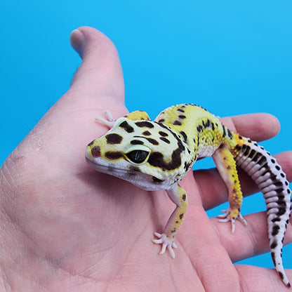 Male Hyper Xanthic Bold Stripe Halloween Mask Bandit pos W&Y