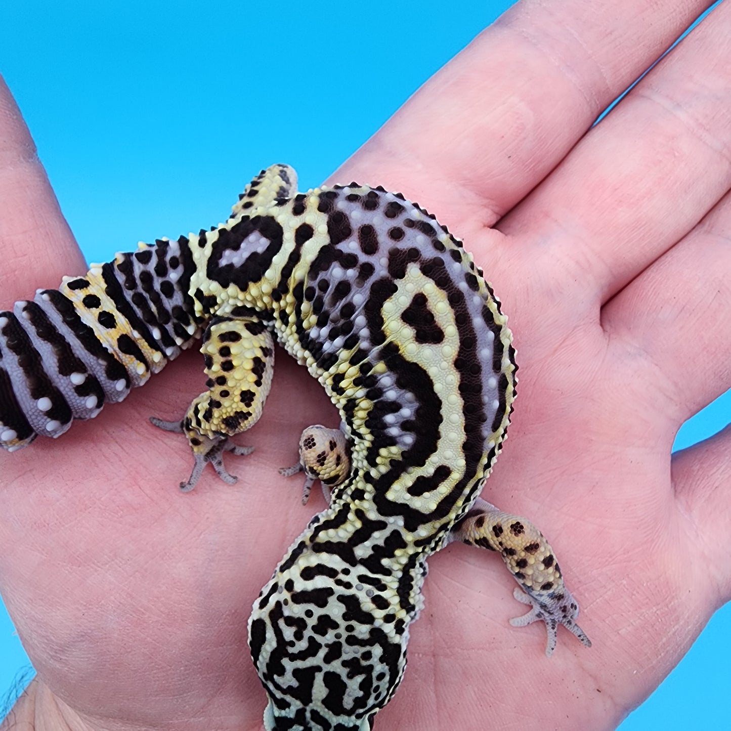 Female 75% Black Night, 25% Afghanicus (D-Tier)