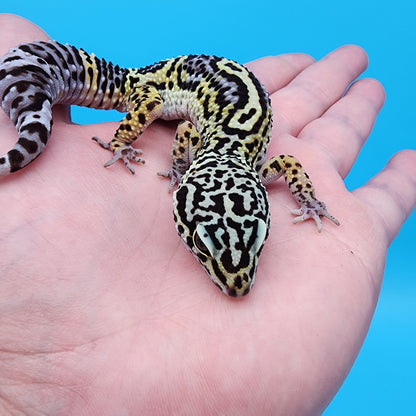 Female 75% Black Night, 25% Afghanicus (D-Tier)