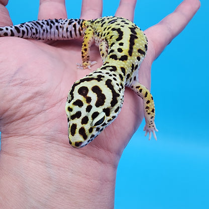 Female Cheetah