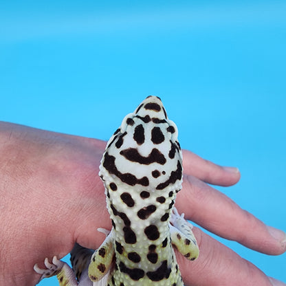 Male Bold Bandit (Smiley Face Headstamp)