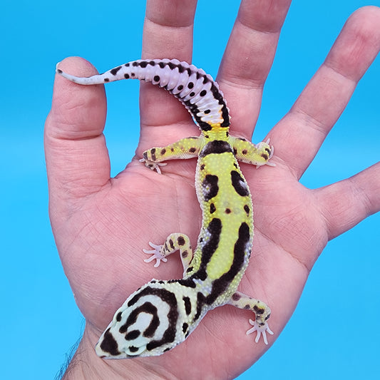 Female Hyper Xanthic Halloween Mask Bold Bandit pos W&Y (pet; slightly bowed legs, minor issue)