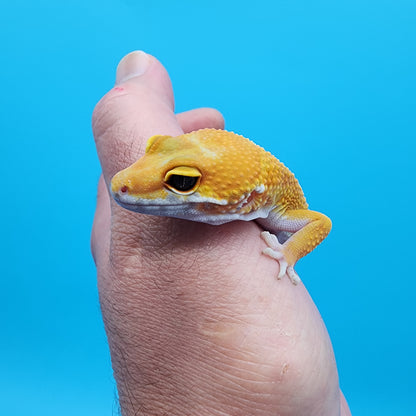 Female Giant Super Hypo Blood Bold Emerine