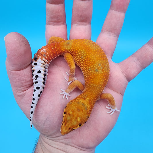 Female Red Diamond Mandarin Inferno Emerine