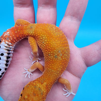Female Red Diamond Mandarin Inferno Emerine