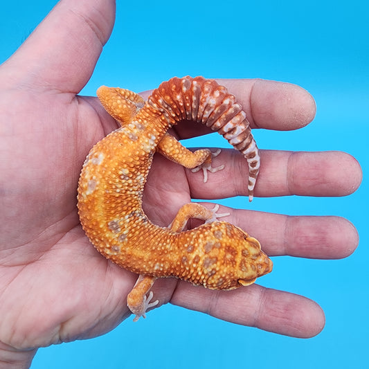 Male Mandarin Inferno Emerine Tremper Albino (pet; runty gecko, sweet boy, thriving)