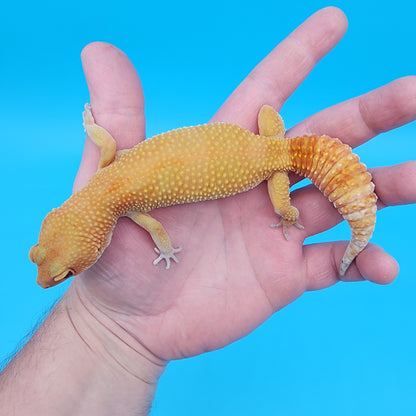 Female Tango Crush Super Hypo