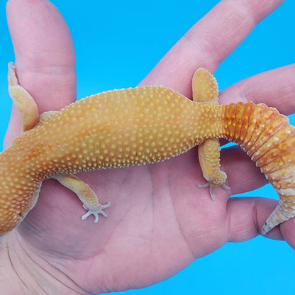 Female Tango Crush Super Hypo