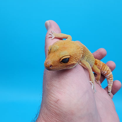 Female Tango Crush Super Hypo