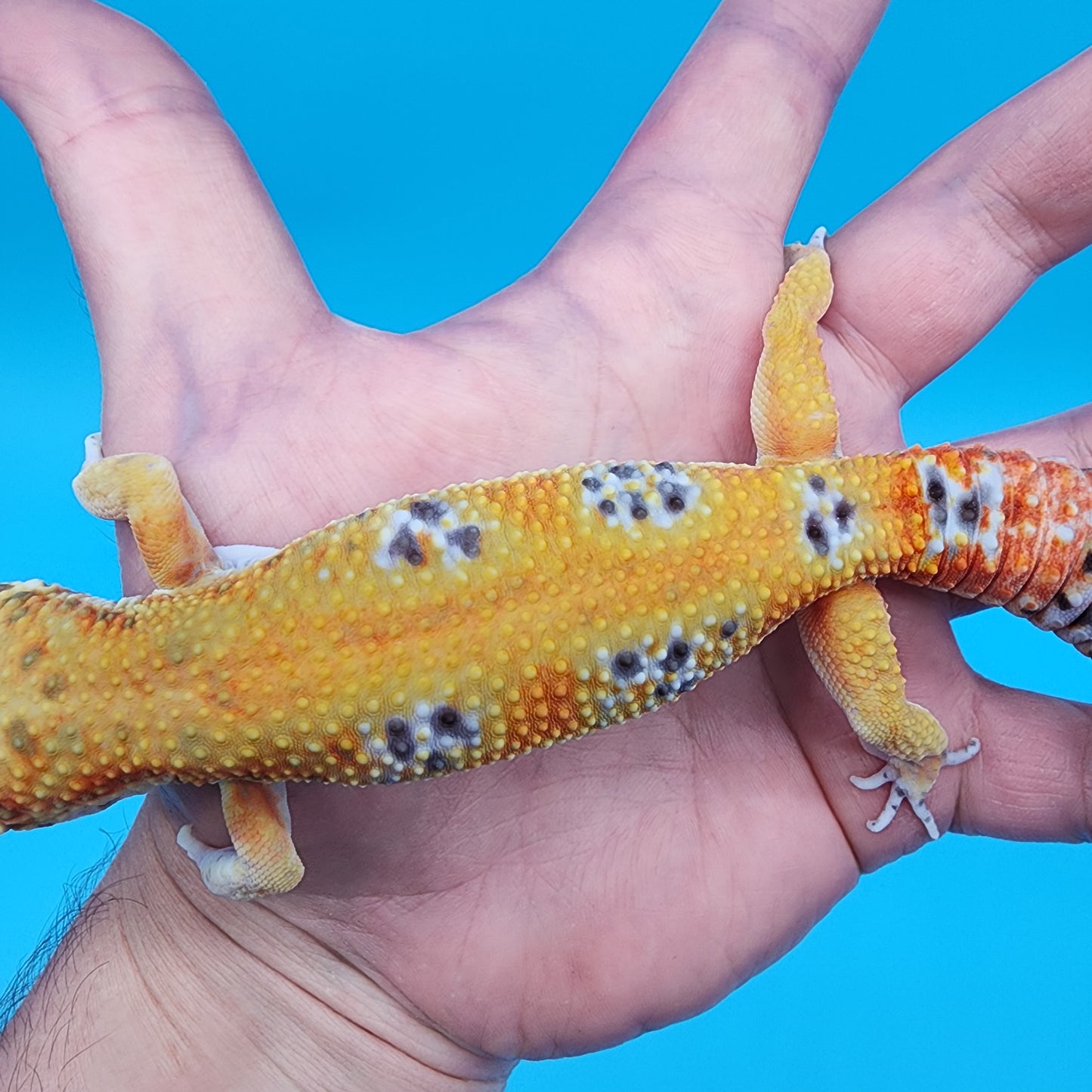 Male Tangerine Bold Emerine 100% het Tremper Albino