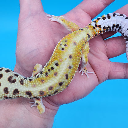 Male Tangerine Hyper Xanthic Bold Emerine 100% Het Tremper Albino pos het Eclipse Pos W&Y (hard to capture green colors)