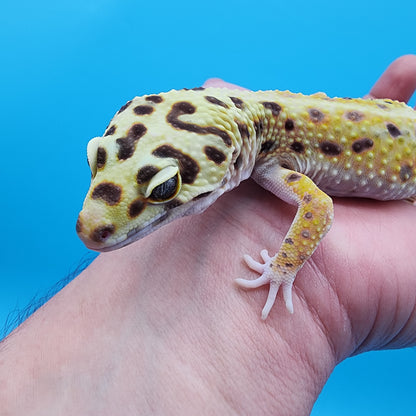 Male Tangerine Hyper Xanthic Bold Emerine 100% Het Tremper Albino pos het Eclipse Pos W&Y (hard to capture green colors)
