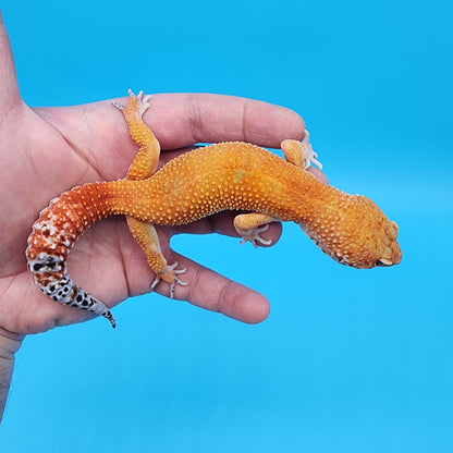 Male Tangerine Tornado Tango Crush