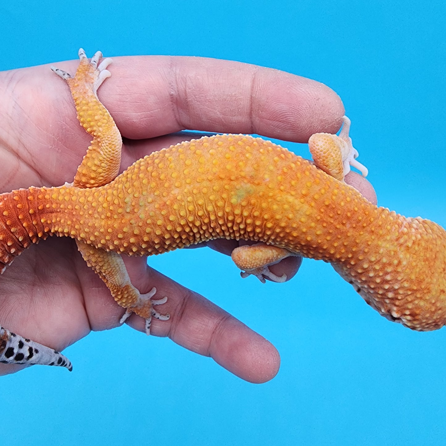 Male Tangerine Tornado Tango Crush