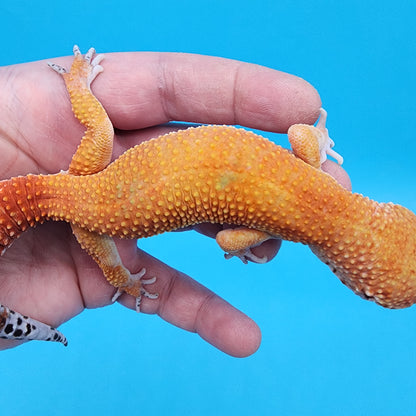 Male Tangerine Tornado Tango Crush