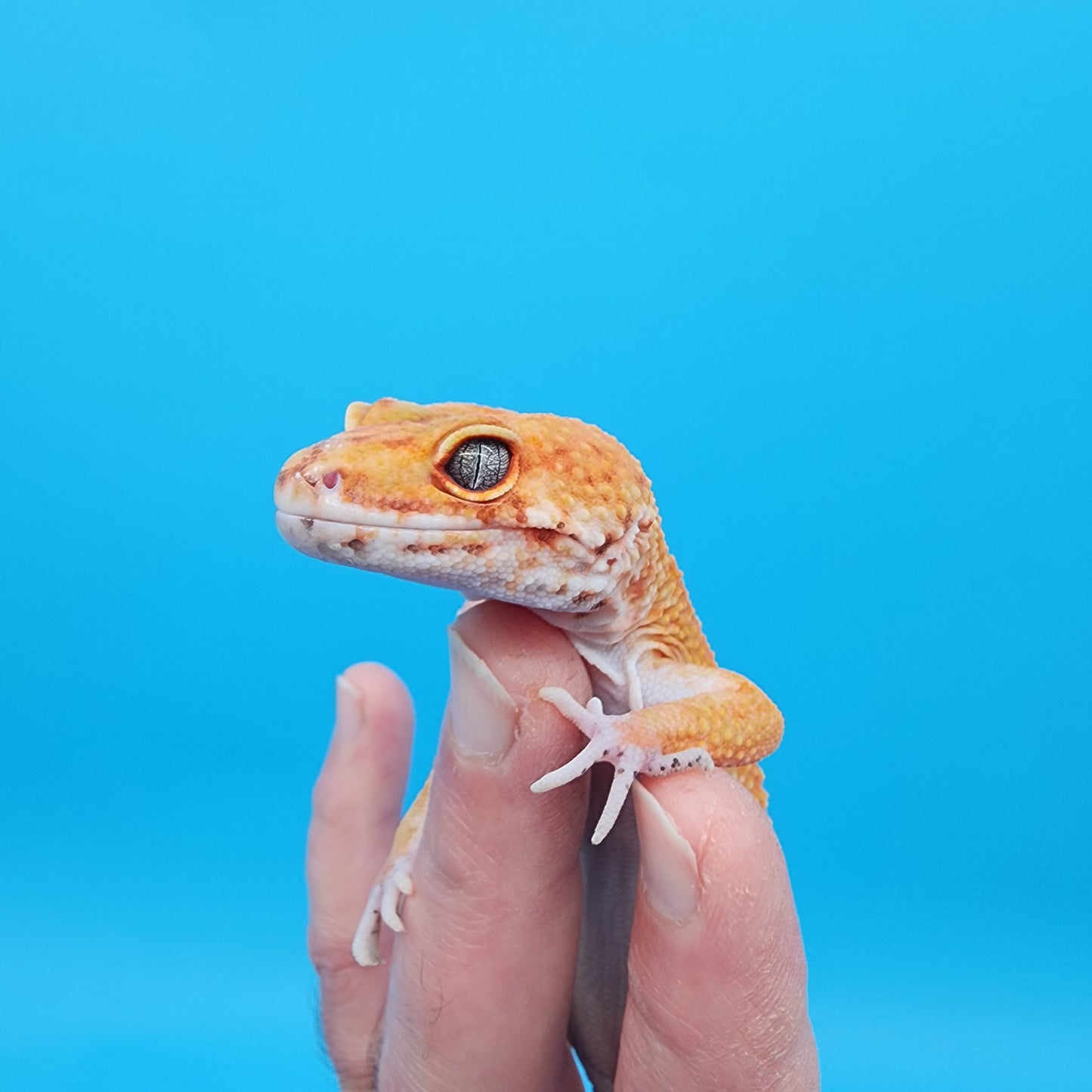 Male Tangerine Tornado Tango Crush