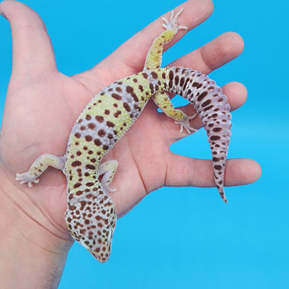 Male Turcmenicus Macularius